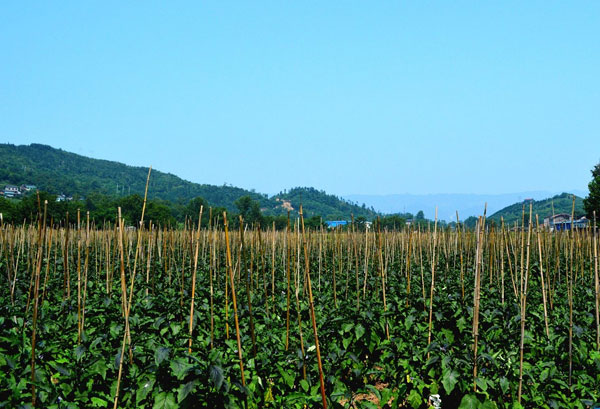 粤岗合作蔬菜种植基地蔬菜基地粤岗蔬菜配送