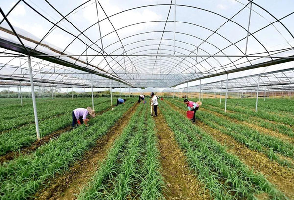 粤岗合作蔬菜种植基地蔬菜基地粤岗蔬菜配送